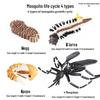 Montessori Cognitive Models: Sea Turtle, Hen, Frog, Snail, Butterfly, Bee Growth Cycle Toys