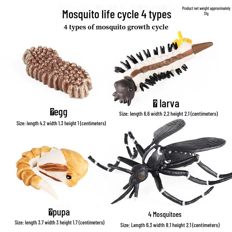 Montessori Cognitive Models: Sea Turtle, Hen, Frog, Snail, Butterfly, Bee Growth Cycle Toys