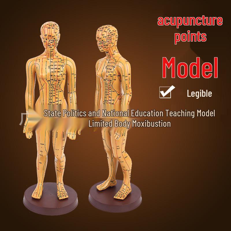 48cm Female Acupuncture Model: Copper Color with High-Definition Engraved Acupoints for TCM Teaching and Massage 50cm