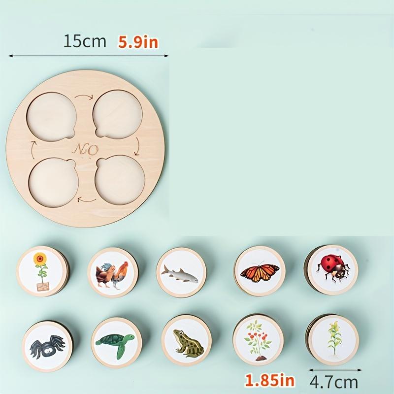 Non-Toxic 1 Set Animal Life Cycle Board Children Toys Montessori Teaching Aids Plant Animal Growth Cycle Model Set Preschool Cognitive Toy