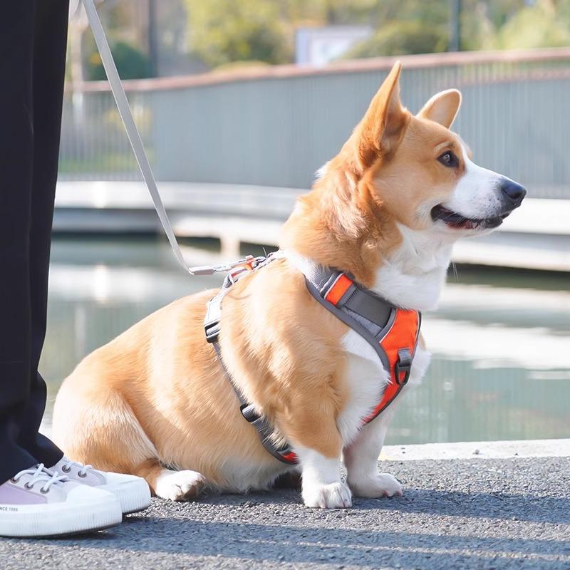 Pet chest strap Large, medium and small dog chest strap Contrasting color anti-explosion dog rope Walking dog leash Vest type
