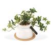 Kishima Artificial Fake Artificial Flower Air Sugar M Size Plant, Green, Non-Wilting Green, Catalyst, Deodorizing, Antibacterial, Purifying, Pine,