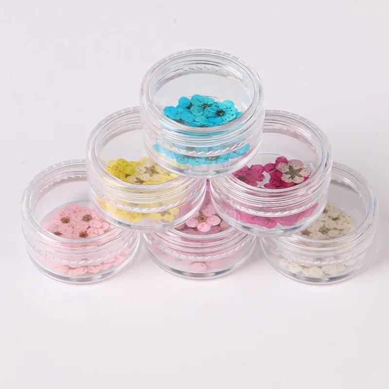 20pcs/Box Nail Art Dried Flowers Spirea Small Plum Narcissus Nail Art Color Mixed Flower Dried Flower Patch DIY Nail Decoration