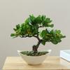 Artificial Plant Offices Parties Restaurants Shops