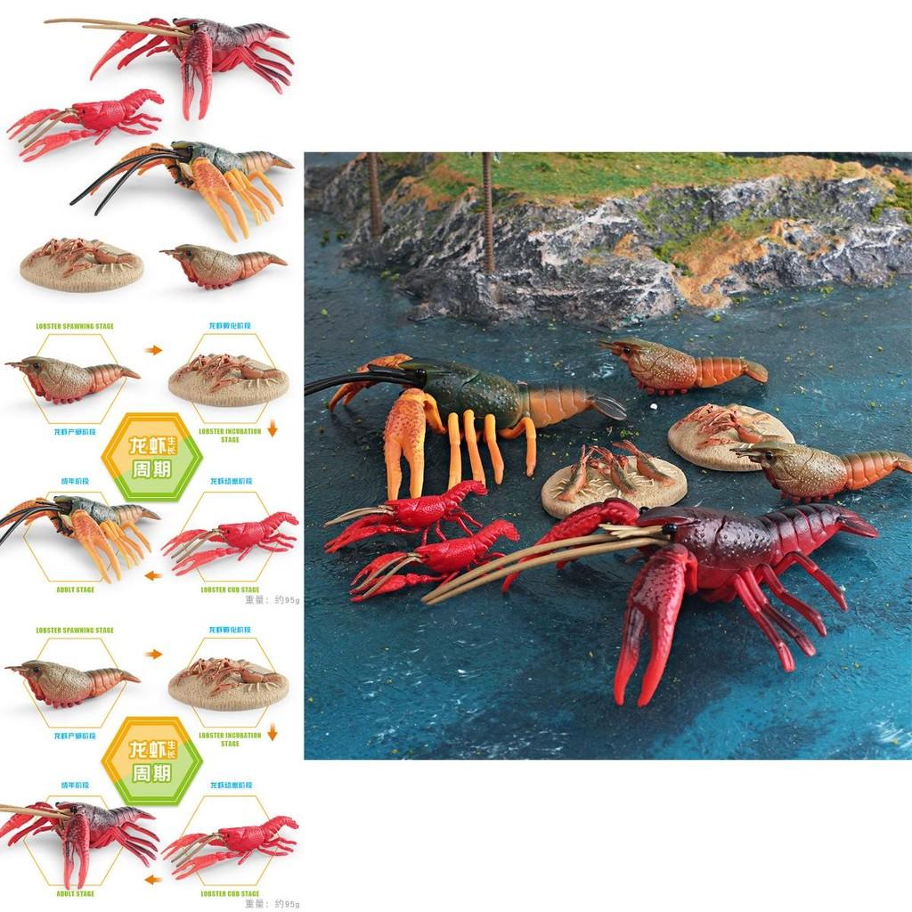 Vibrant Plastic Lobster Lifecycle Model Educational Toy Perfect For Marine Biology Studies