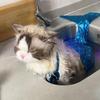 Pet Mermaid Tail Swimsuit Costume for Dogs and Cats
