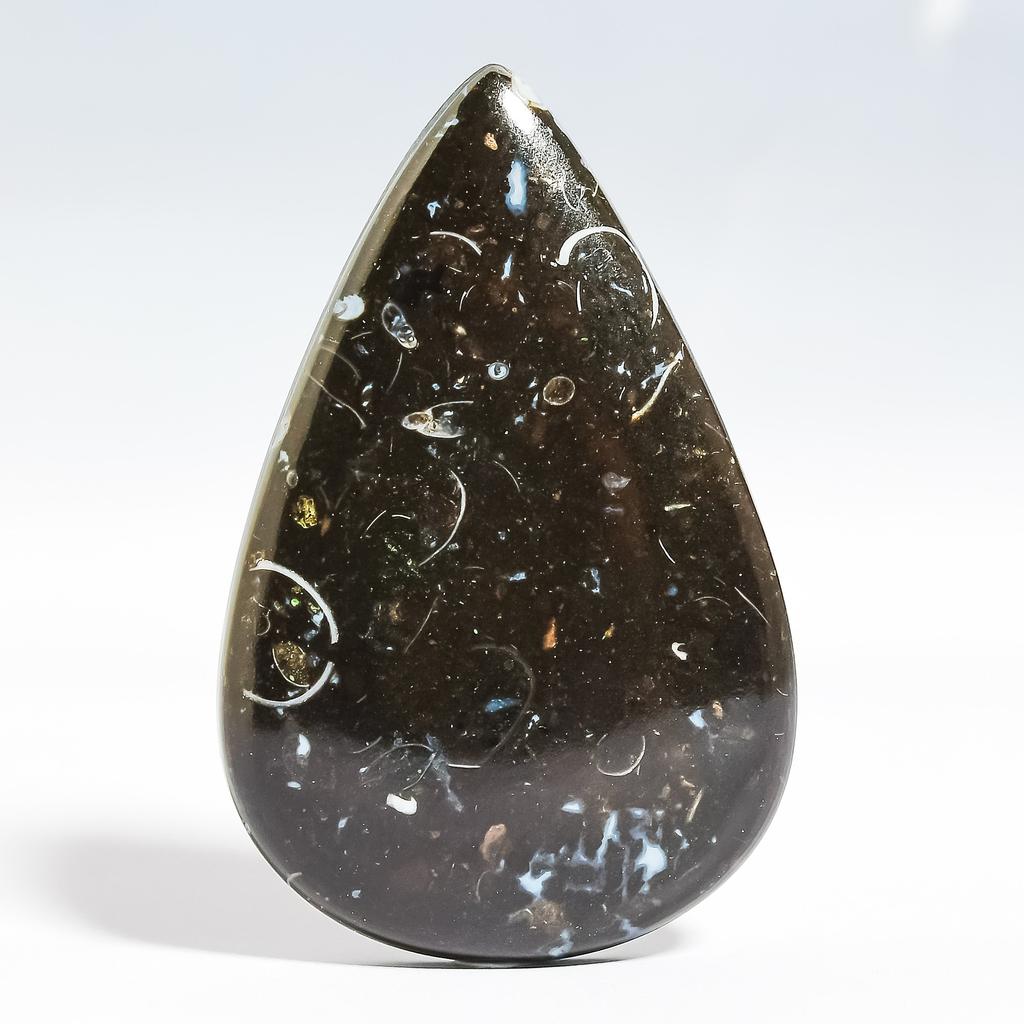 Turtilla Fossil 2.6x4.1mm Natural Cabochon Fine Loose 42.15Cts. P3a41