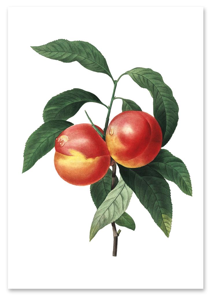 Peach Blossom Vintage Poster