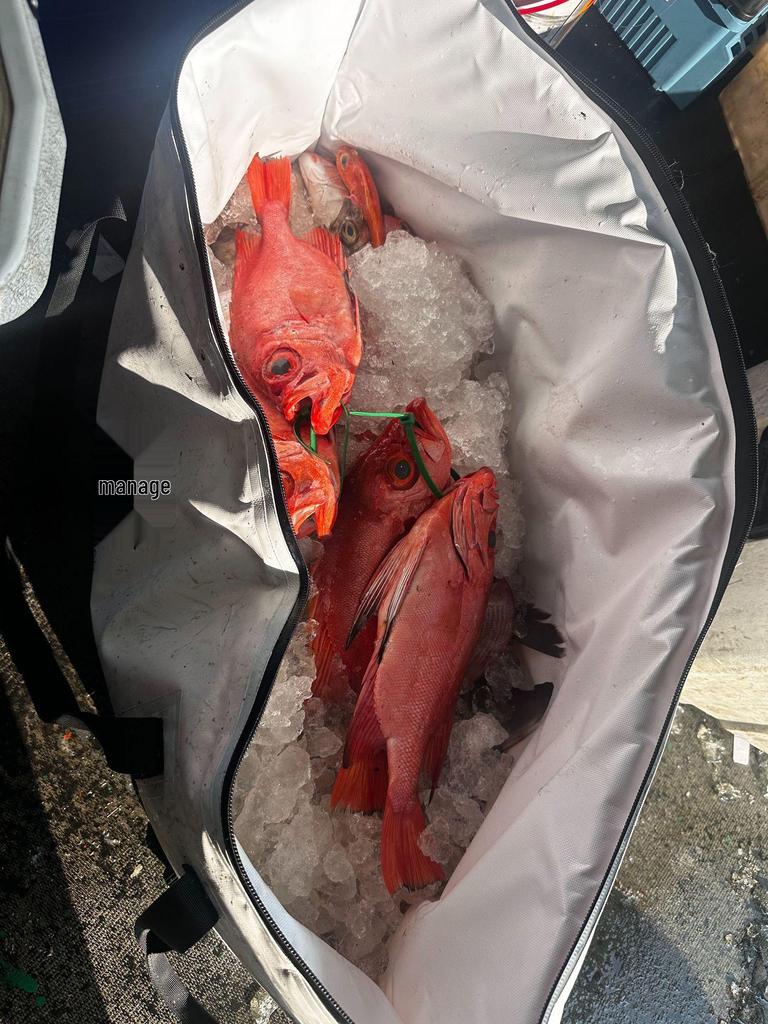 Portable Foldable Fishing Cooler Bag - Insulated & Large, Soft Sided for Tackle and Fish