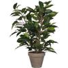 Plante Artificielle - Mica Decorations - Ficus Natasja - Hauteur 40 Cm - Réaliste - Sans Entretien