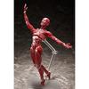 Figma model lidského těla bez měřítka ABS&PVC malovaná pohyblivá figurka F51042