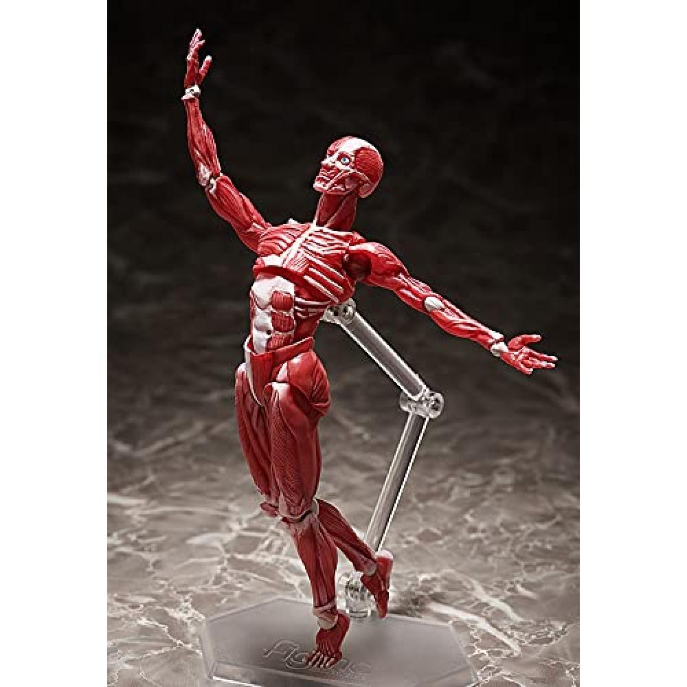 Figma model lidského těla bez měřítka ABS&PVC malovaná pohyblivá figurka F51042