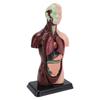 Human Body Anatomy Model 7 Removable Parts 10.24 Inch Human Torso Anatomical Model for School Medical Education Display