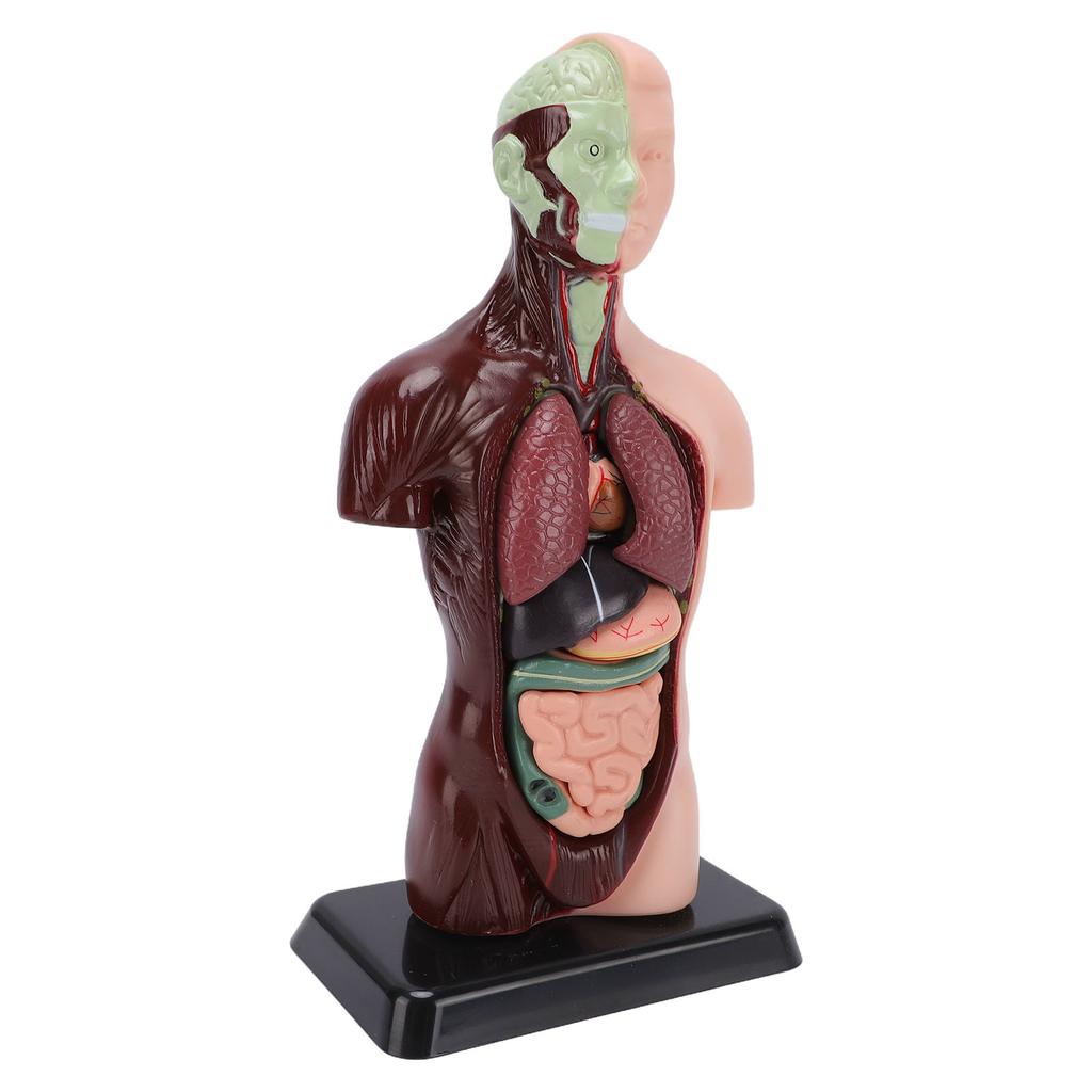 Human Body Anatomy Model 7 Removable Parts 10.24 Inch Human Torso Anatomical Model for School Medical Education Display