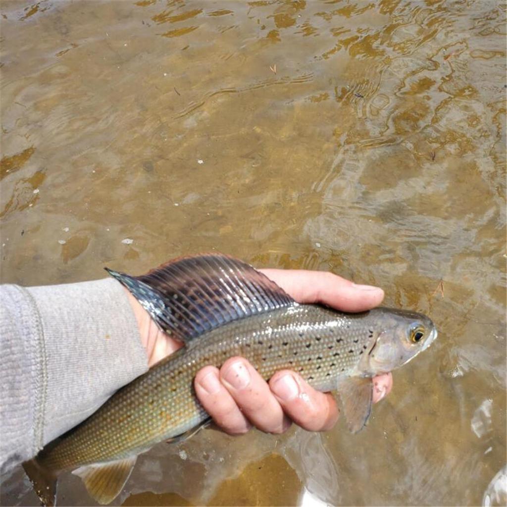 24-72Pcs Artificial Insect Bait Set, with Dry/Wet Flies, Fly Fishing Flies Kit, Fly Assortment Trout Bass Fishing Baits Lures with Fly Box