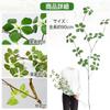 Trekko Fake Set of Can Be Artificial Tabletop Green, 2, Separated, Houseplant, Fake, Flower, Interior, Tabletop, Houseplant, (2, M(90cm))