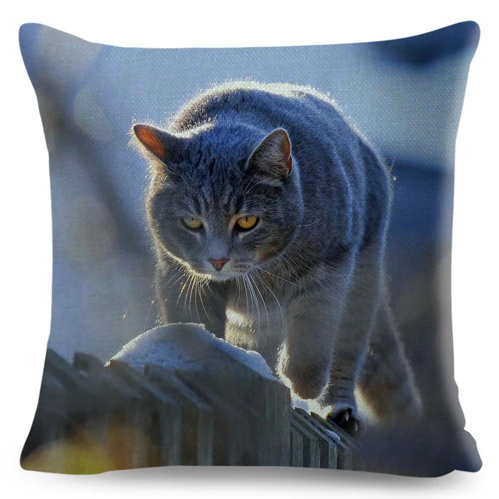 Housse de coussin British Shorthair bleu russe, taie d'oreiller en Polyester, décoration de chat mignon, Animal de compagnie, pour canapé, maison, voiture
