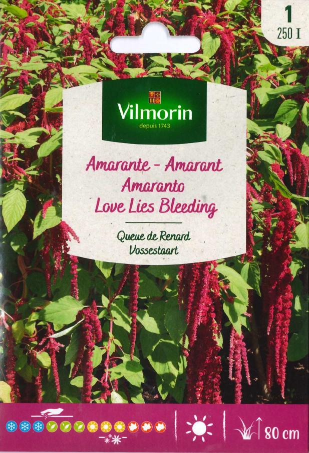 Graine d'amarante de sétaire verte