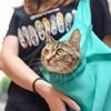 1PC Pet Shoulder Bag Going Out Portable Cat Bag Breathable Cat Tote Bag Cat Supplies Tote Bag