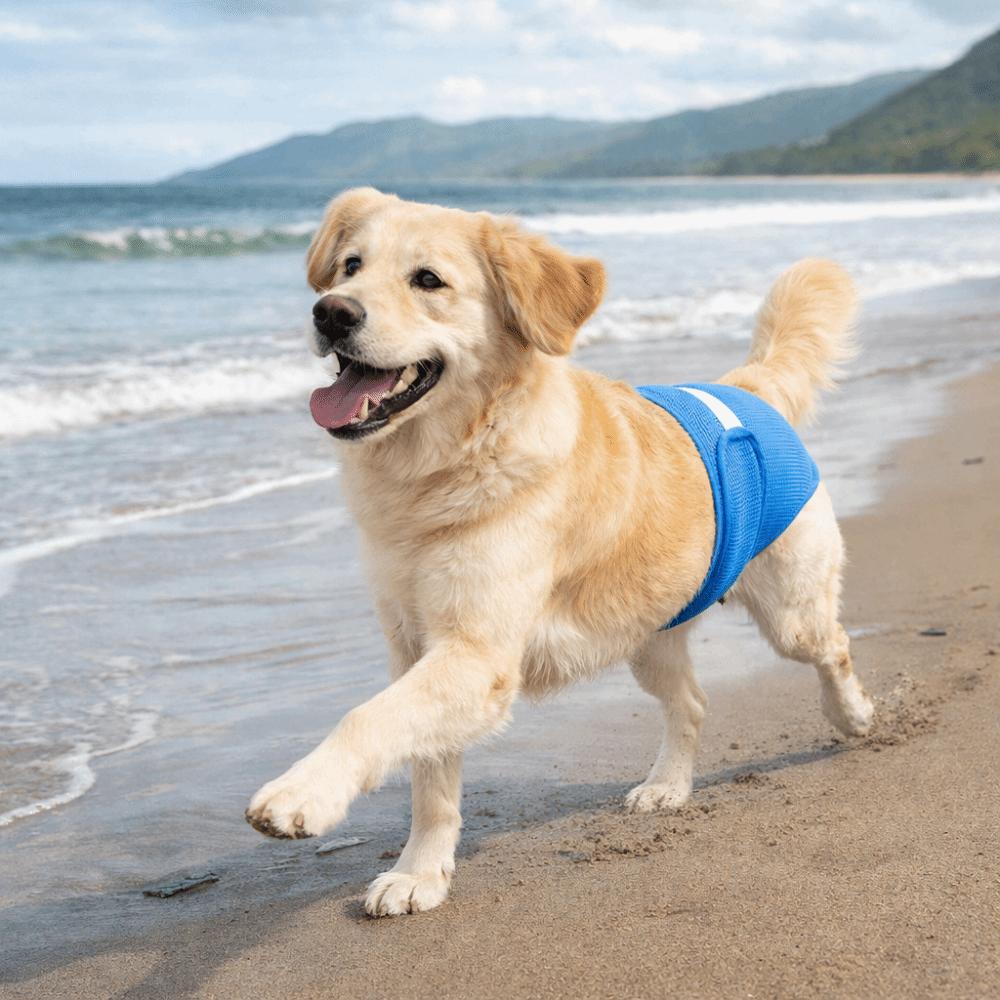 Comfort Fit Dogs Diaper High-Absorbency Pet Physiological Pants Dog Underwear  Anti-Harassment