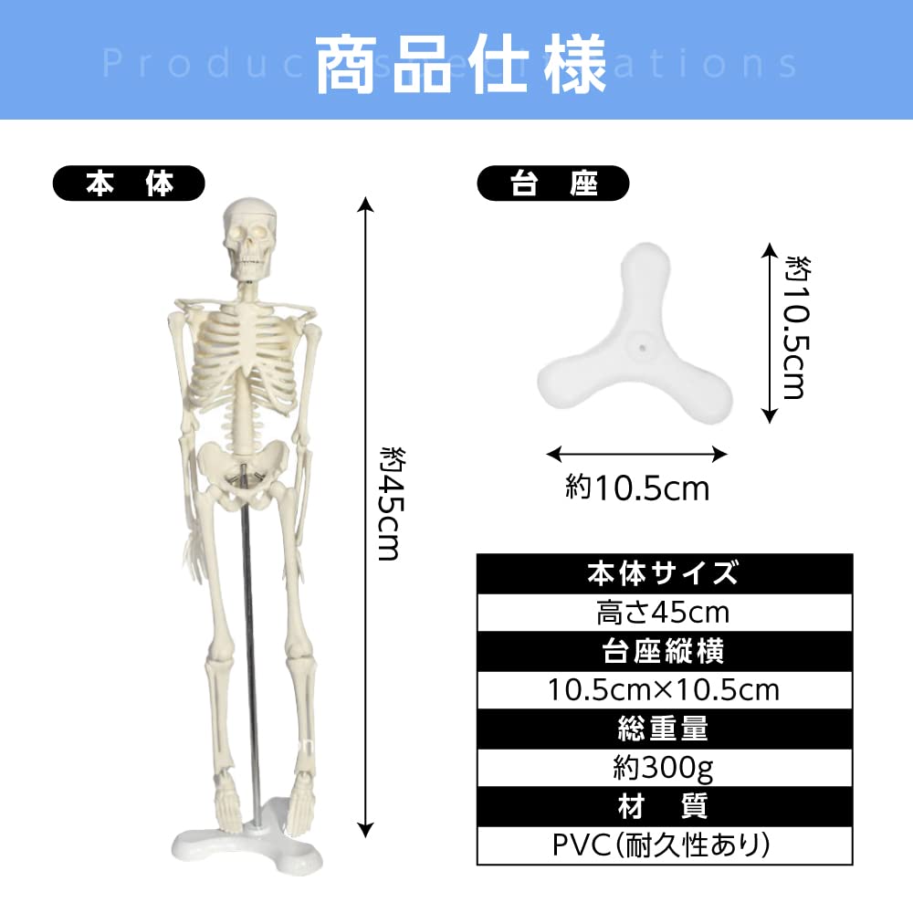 Gran Roi Human Anatomy Skeleton Model, 45cm, 1/4 Scale, Doll Skeleton Specimen (Height: 45cm)