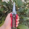 Stainless Steel Pointed Pruning Scissors for Fruit, Branches, and Vegetables