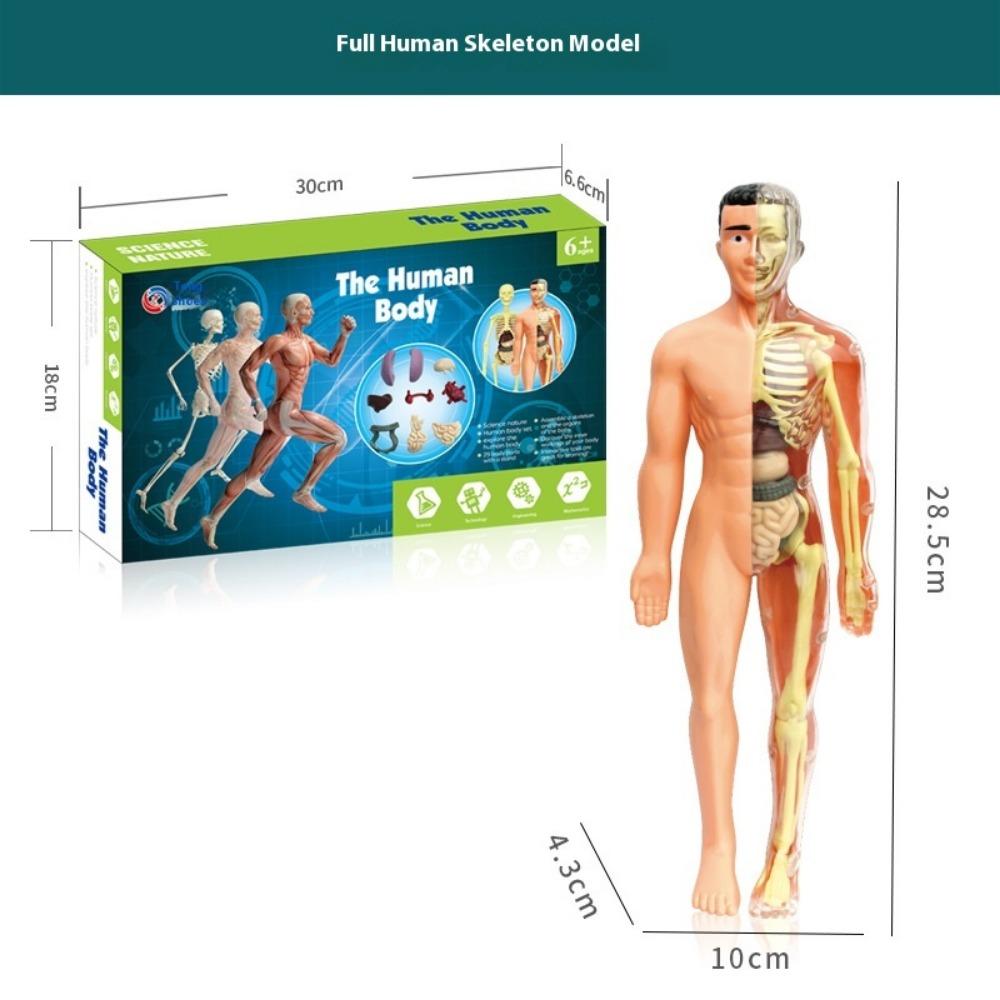 DIY Human Body Anatomy Model Kit - Educational Toy for Kids To Assemble Organs, Skeleton & Muscles