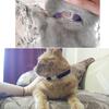 Cat Collar DIY Rhinestone Cat Dog Collar for Puppy Small Dogs Pet Kitten Cat Collar Necklace Colorful Diamond Bell Cat Collar