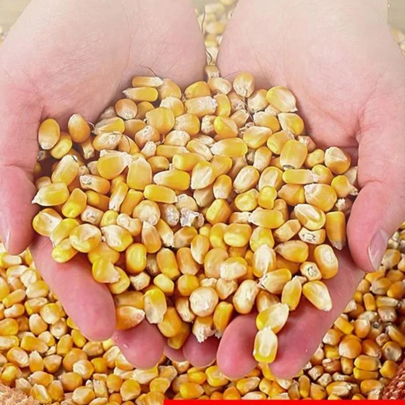 Easy Assembly Nylon Corn Sheller Tool Automatic Operation Quick Processing Power For Small Farm And Garden Backyard Use