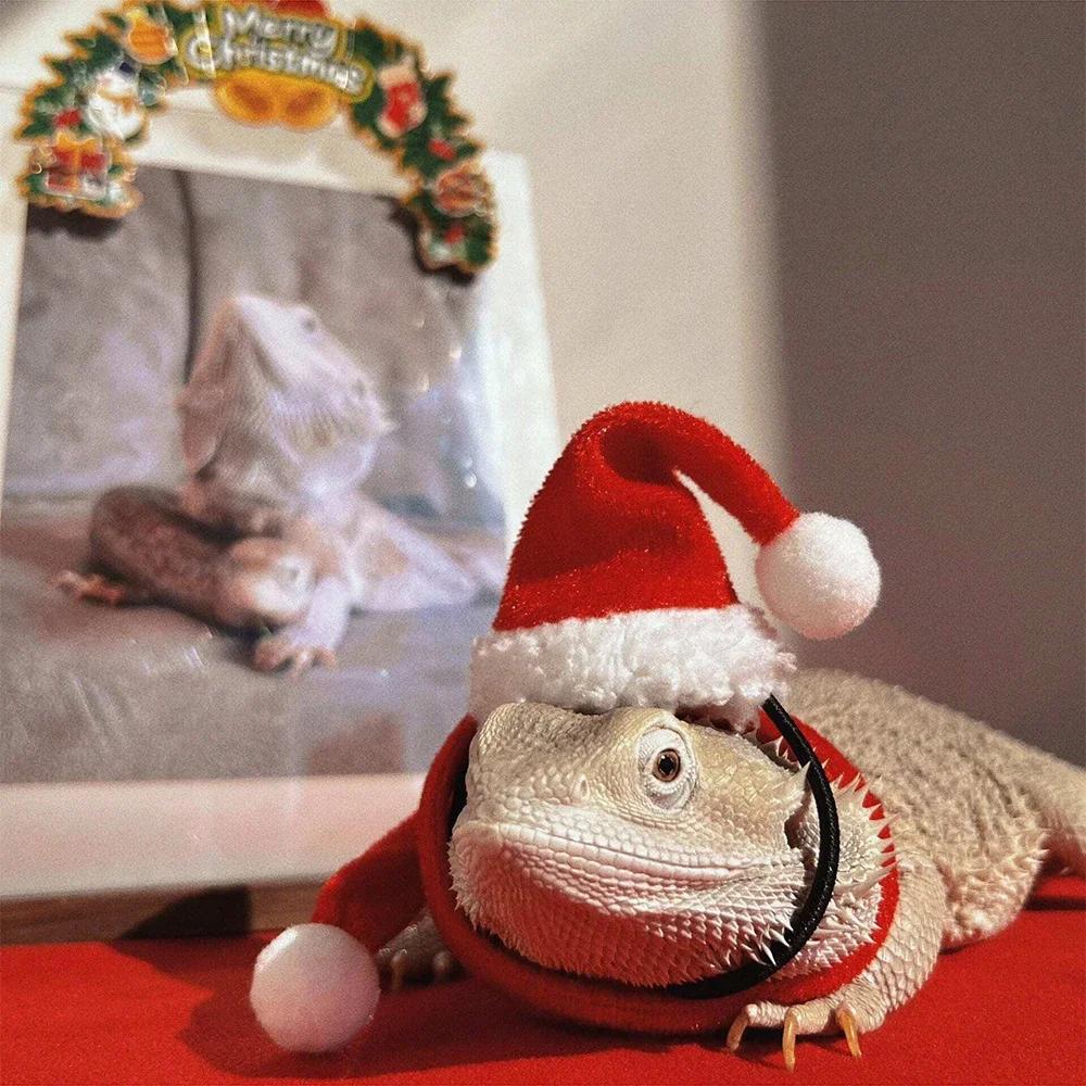 2pcs/set lizard Christmas decorative hat, Santa Claus hat and scarf, Christmas clothes, lizard reptile pet decorative hat