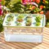 Transparent Hydroponic Grow Fish Tank Self-Cleaning Planting Container  Office Desktop Decor