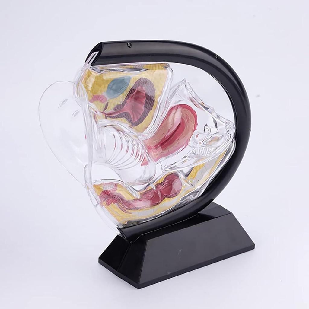 Female Transparent Uterus Anatomical Model, Uterus Model, Pelvis Rectum Teaching Model, for Medical Education and Training(Black)