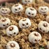 20Pcs Mini Ghost Face Pumpkin Decor Set - Halloween Resin Ornaments for Garden Potting, Micro Landscape & Party Decoration