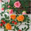 190cm Artificial Rose Vine Rattan Vine Hanging Rose Realistic Silk Flowers Rattan  Outdoor