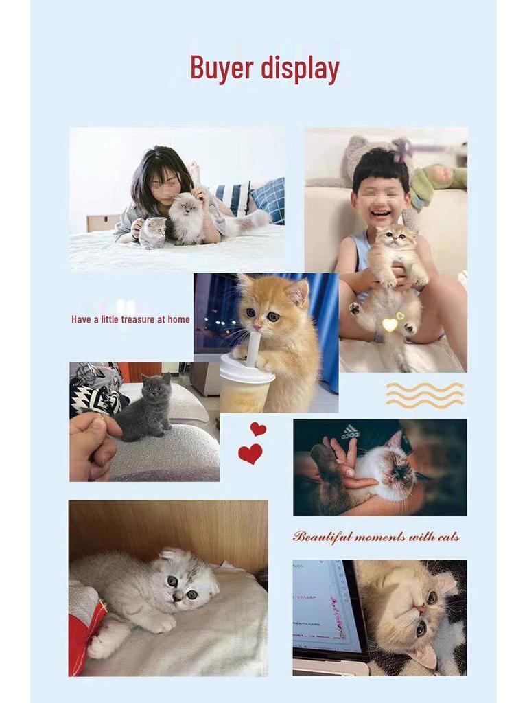 Blue & White British Shorthair Kitten - Purebred Short-legged Cat