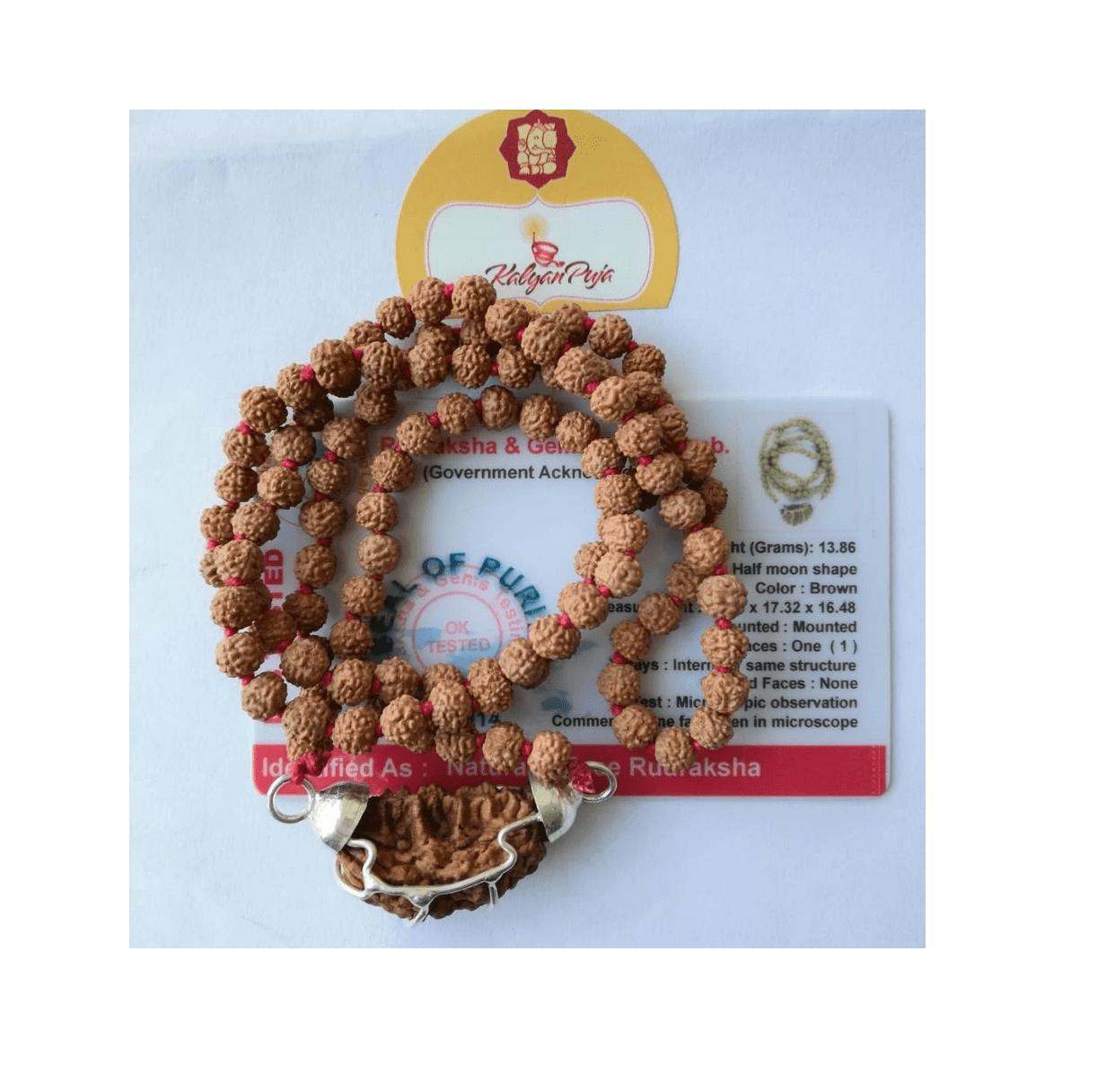 Чётки из Рудракши (1 мукхи), Certified Rudraksha Mala, Kalyan Puja