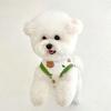 Spring and Summer Cute Full Printed Collar Vest Teddy Small Dog Bipod Cat Pet Clothing Puppy Dog Clothing