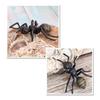 Simulation Ants Animal Life ,insect Growth Model Life Educational Black Ants - RIpj