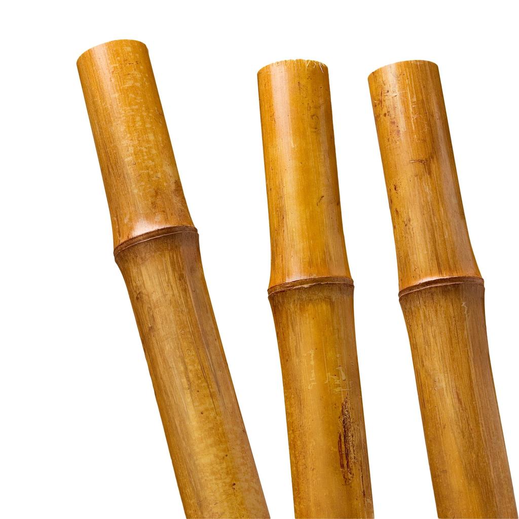 BioBamboo Stick bamboo pole 60cm 22-30mm bamboo