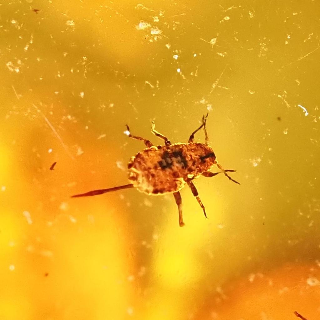 Stone Natural Fossil Amber with Insect Specimen of a 23x15x9mm [N2 Natural] - (34 "One Kind" [Amber Approx. 1.6g, Insect Approx. 1mm])