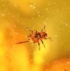 Stone Natural Fossil Amber with Insect Specimen of a 23x15x9mm [N2 Natural] - (34 "One Kind" [Amber Approx. 1.6g, Insect Approx. 1mm])
