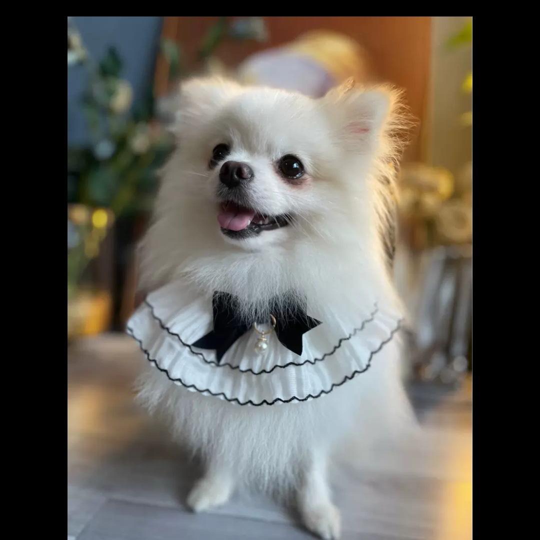 

ins Xiaoxiangfeng lace scarf pet saliva towel, cat and dog bib black and white bib puppet than bear lace cat s (suitable for around 1.5-4kg)