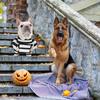Halloween Costumes for Dogs Pet Cosplay Clothes Funny Cute Outfit Costume Cosplay Dog Pet Cat Party Clothes for Dress Up Events