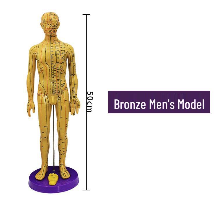 Ziyu Copper-Colored Acupoint Teaching Model – Male 50cm/Female 48cm 50cm