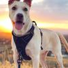 High Reflective Dog Harness Set, Ideal Choice for Outdoor Adventure, Multiple Sizes - Suitable for Small, Medium and Large Pets