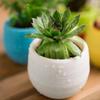Colourful Mini Round Plastic Plant Flower Pot Garden Home Office Decor Planter
