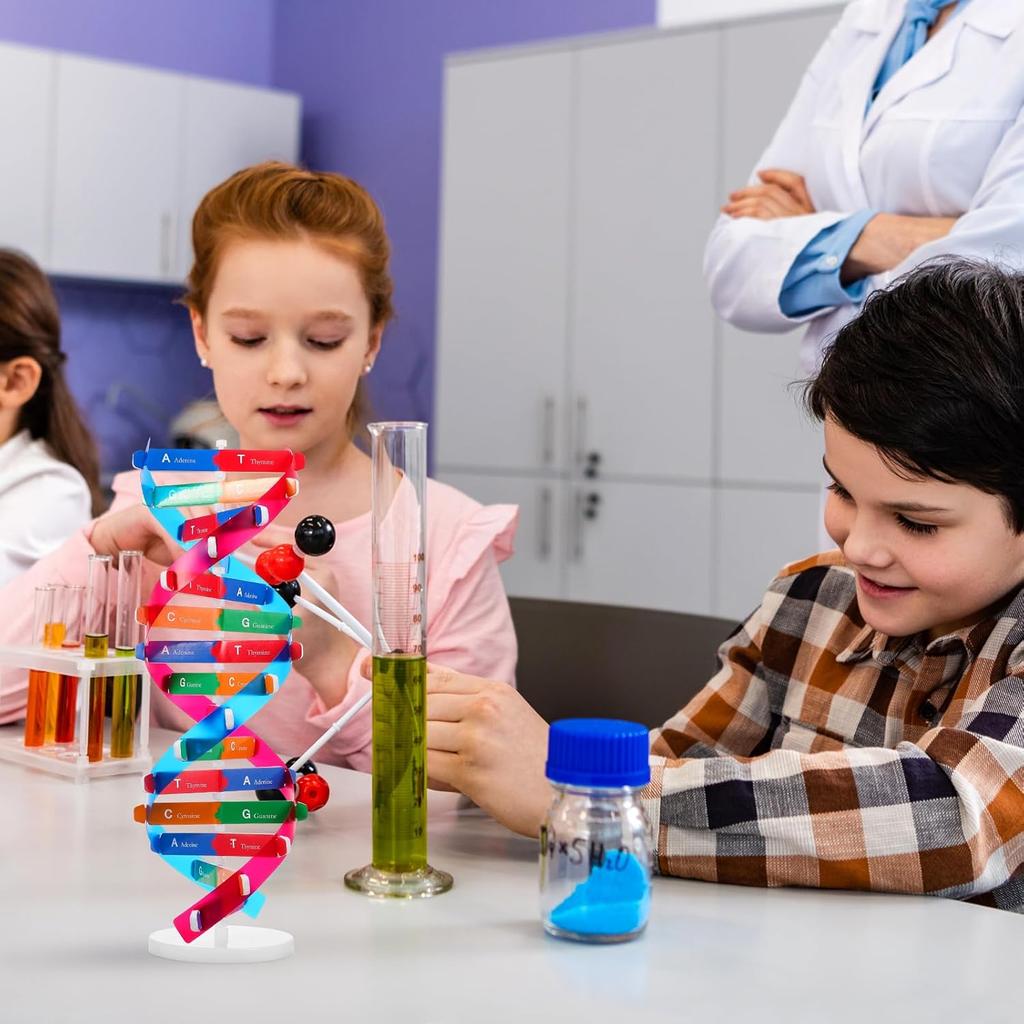 NUOBESTY Double Helix DNA Model Kit DNA Structure Models Human Genes Learning Kit for Biological Teaching Prop