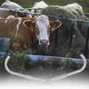Anti-kick pentru vaci galvanizate pentru bovine