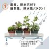DAIM Succulent Plant Greenhouse 35x28x29cm, White