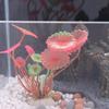Fake Artificial Water Plant Red/Green/Purple Underwater Plant  Aquarium Landscape
